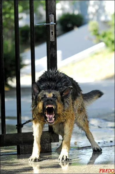 Certaines races sont m&eacute;chantes de nature.