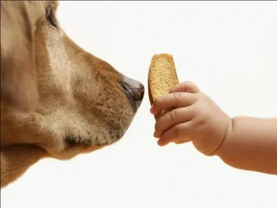 Son odorat est beaucoup plus &eacute;lev&eacute; que le n&ocirc;tre.