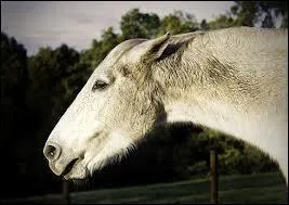 Quand un cheval a les oreilles en arrière ça signifie qu'