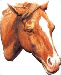 Quand un cheval a les oreilles sur le côté ça signifie