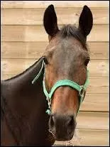 Quand un cheval a les oreilles en avant ça signifie