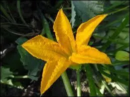 Quelle est cette fleur de légume ?