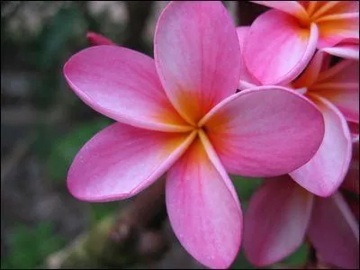 Quelle est cette fleur exotique ?