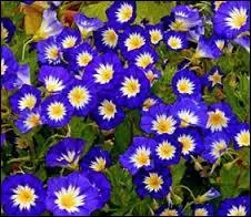 Quelle est cette belle fleur ?