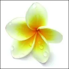 Quelle est cette fleur exotique ?