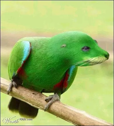 Quel est le nom de cet animal ?