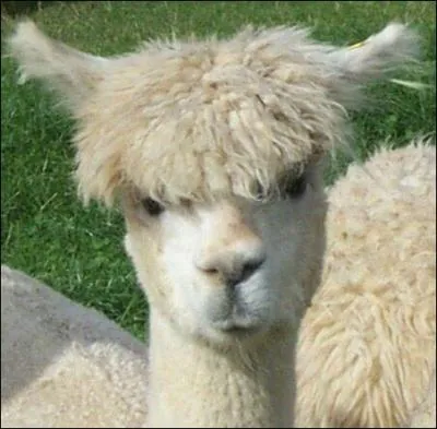 Quel est le nom de cet animal ?