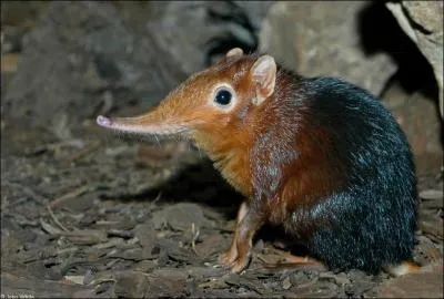 Quel est le nom de cet animal ?