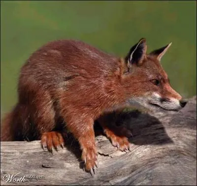 Quel est le nom de cet animal ?