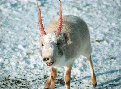 Quel est le nom de cet animal ?