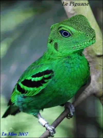 Quel est le nom de cet animal ?