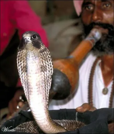 Quel est le nom de cet animal ?