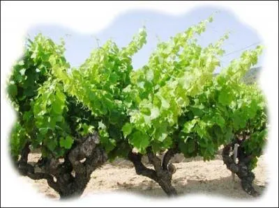 Je suis meilleur quand je suis cru.