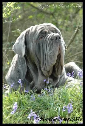 Quelle est la race de Crockdur dans le roman "Harry Potter" de J.K. Rowling ?