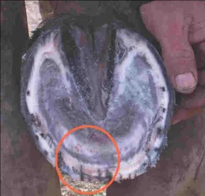 Quels sont les symptômes de la fourbure ?