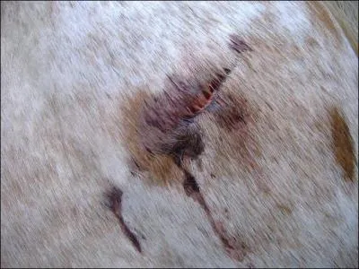 Si on voit une coupure sur la robe de notre cheval, que fait-on ?