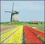 Géographie : La capitale des Pays-Bas est bien sûr Amsterdam. Quel est son gentilé ?