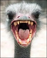 Quel oiseau n'a pas d'ailes et ne peut donc pas voler ?