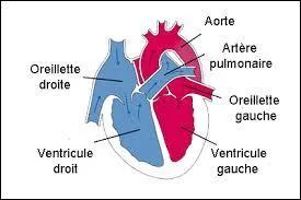 Rappel anatomique : le cur est divisé en quatre cavités :