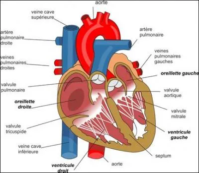 Rappel anatomique : Le ventricule droit :