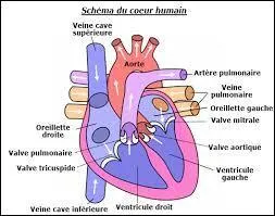 Rappel anatomique : L'oreillette gauche :