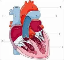 Rappel anatomique : Le ventricule gauche :