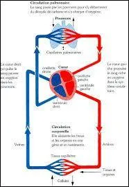 Rappel physiologique : Le sang désaturé en oxygène :