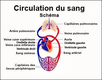 Rappel physiologique : C'est dans les capillaires pulmonaires