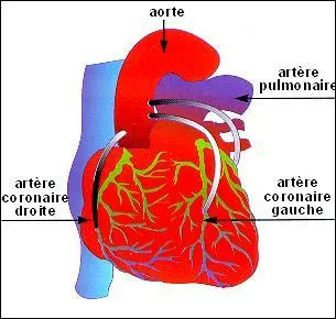 Le but de la chirurgie coronaire est :
