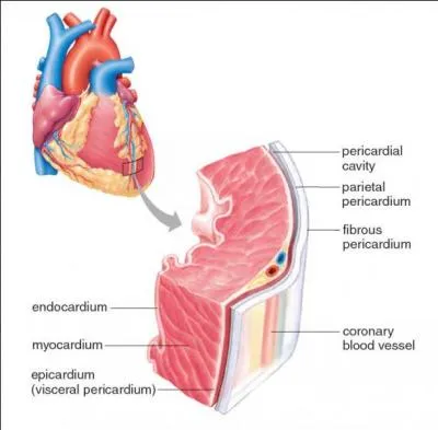 Le cur est formé de trois tuniques :