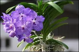 La Vanda est une des nombreuses espèces ...