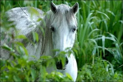C'est une citation anonyme, empreinte de sagesse : A vieux cheval, jeune cavalier, à ... cheval vieux cavalier !