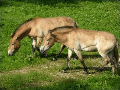 Si par un hasard extraordinaire vous avez fait une faute sur ce quiz, ne vous fâchez pas et surtout ne montez pas ...