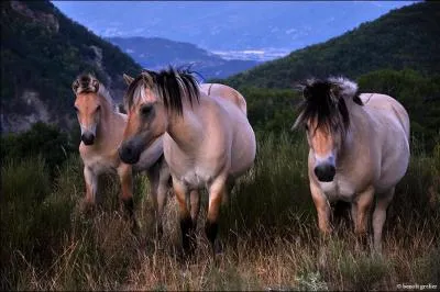 C'est un proverbe turc que je vous demande de compléter : Le cheval connaît à la ... celui qui le mène !