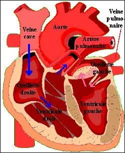 L'insuffisance cardiaque gauche correspond :