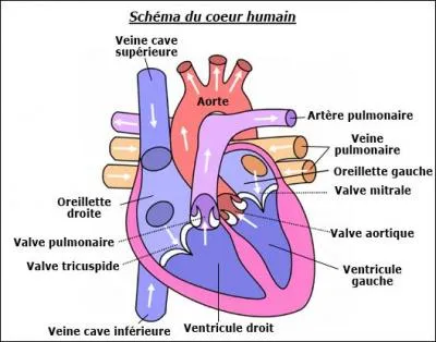 Les parois du ventricule gauche sont :