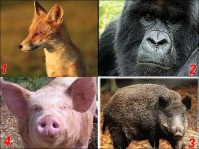 Lequel de ces animaux est un herbivore ?