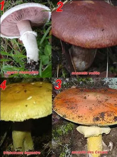 Lequel de ces champignons est toxique ?