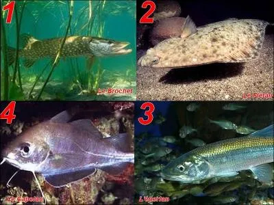 Lequel de ces poissons vit en eau douce ?