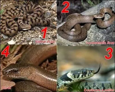 Lequel de ces serpents est dangereux pour l'homme ?