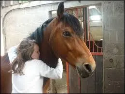 Valide les pratiques que l'on peut faire avec un cheval.