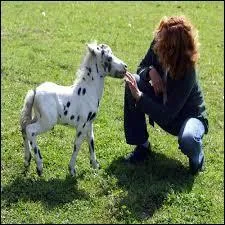 Quelle est la race la plus petite au monde ?