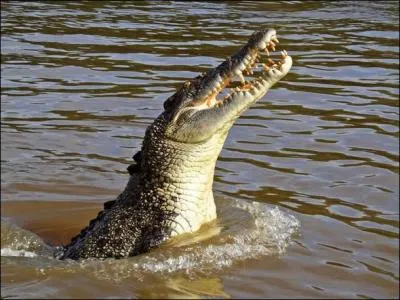 L'île de Crab Island, dans le Queensland australien attire chaque année une quantité impressionnante de crocodiles marins, ils traversent plusieurs dizaines de kilomètres de mer pour venir dévorer de jeunes tortues !