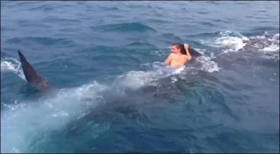 Le plus grand poisson vivant actuellement est le grand requin blanc !