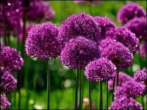 Je suis la pénicilline des pauvres.