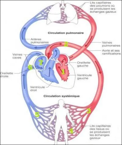 Cocher les réponses exactes :