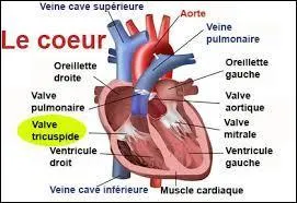 La taille des oreillettes :