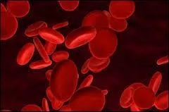 Les ventricules sont un peu plus gros que les oreillettes, ils peuvent contenir :