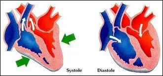 La systole correspond :
