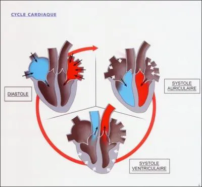 La diastole correspond :